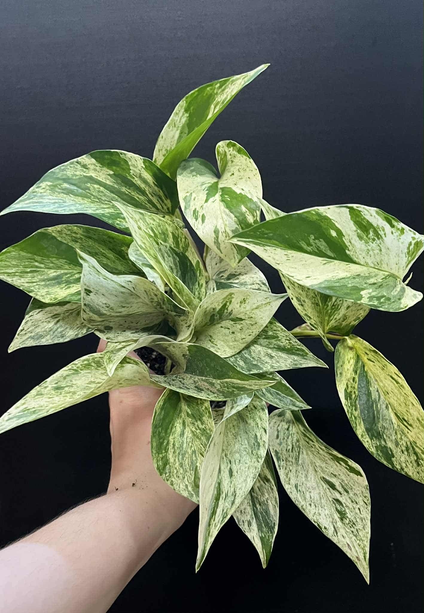 Magazoo Epipremnum aureum 'Marble Queen' Plant | Pothos 'Marble Queen' 11cm