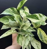 Magazoo Plante Epipremnum aureum 'Marble Queen' | Pothos 'Marble Queen' 11cm
