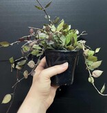 Magazoo Plante Hoya Krohniana 'Black' 10cm