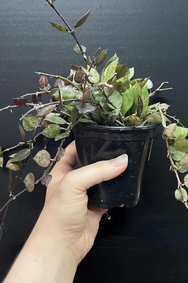 Magazoo Hoya Krohniana 'Black' 10 cm Plant