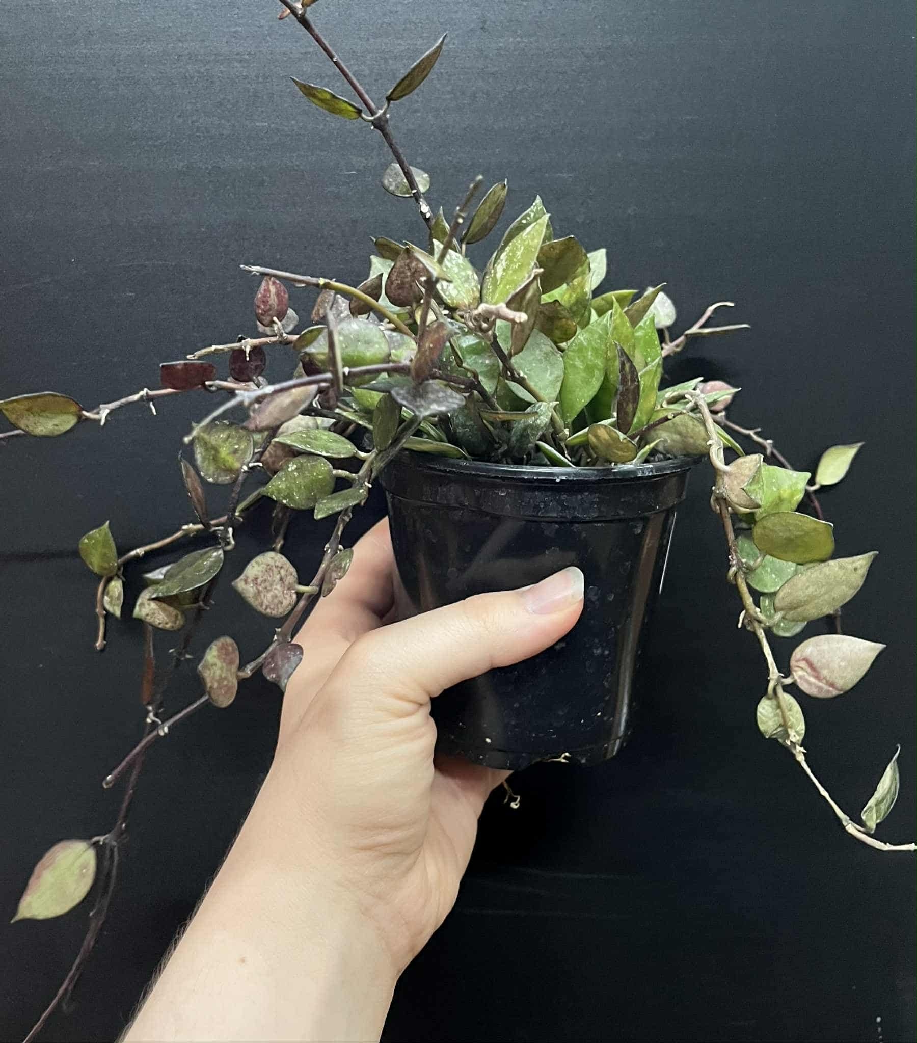 Magazoo Hoya Krohniana 'Black' 10 cm Plant