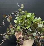 Magazoo Plante Hoya Krohniana 'Black' 10cm
