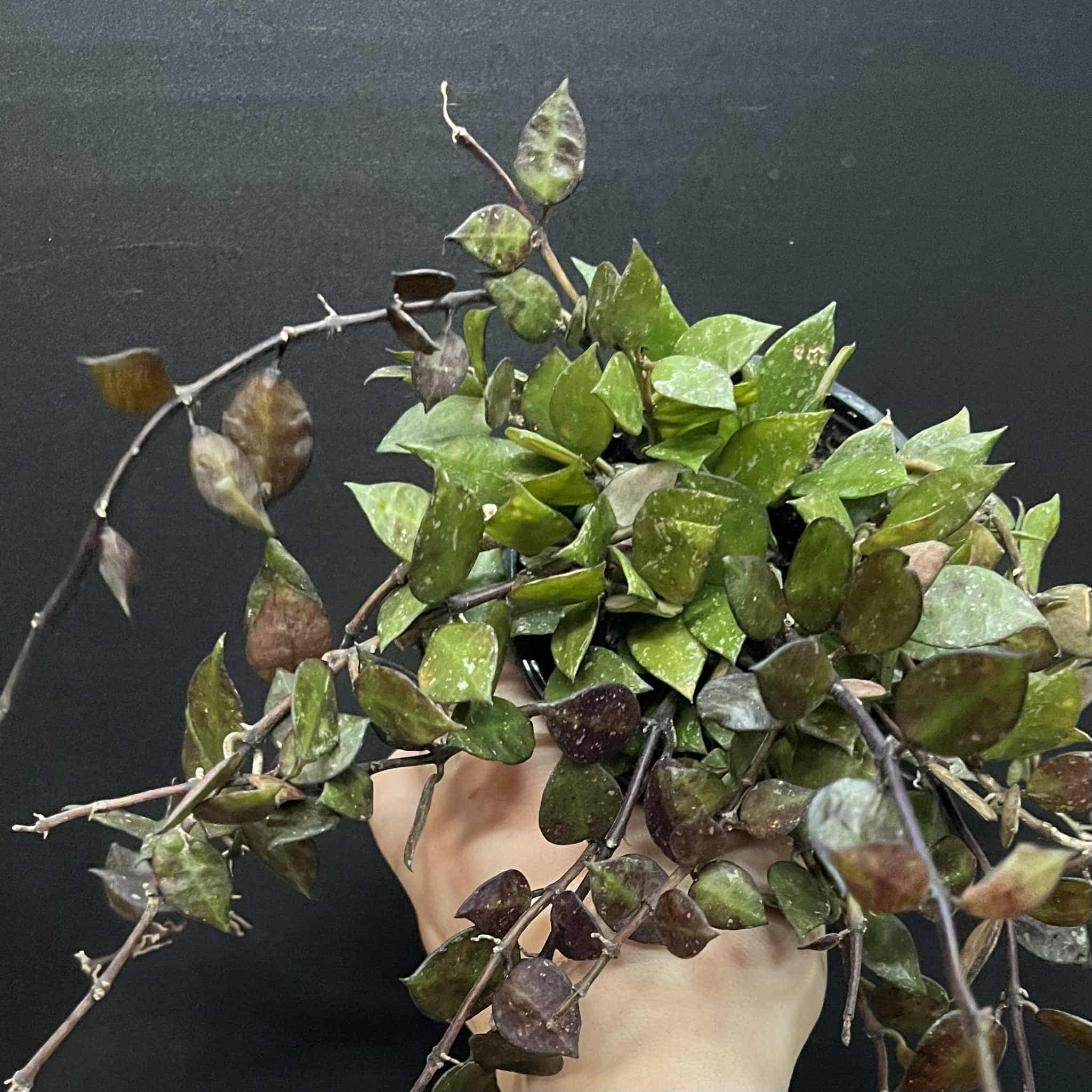 Magazoo Plante Hoya Krohniana 'Black' 10cm