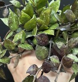 Magazoo Hoya Krohniana 'Black' 10 cm Plant