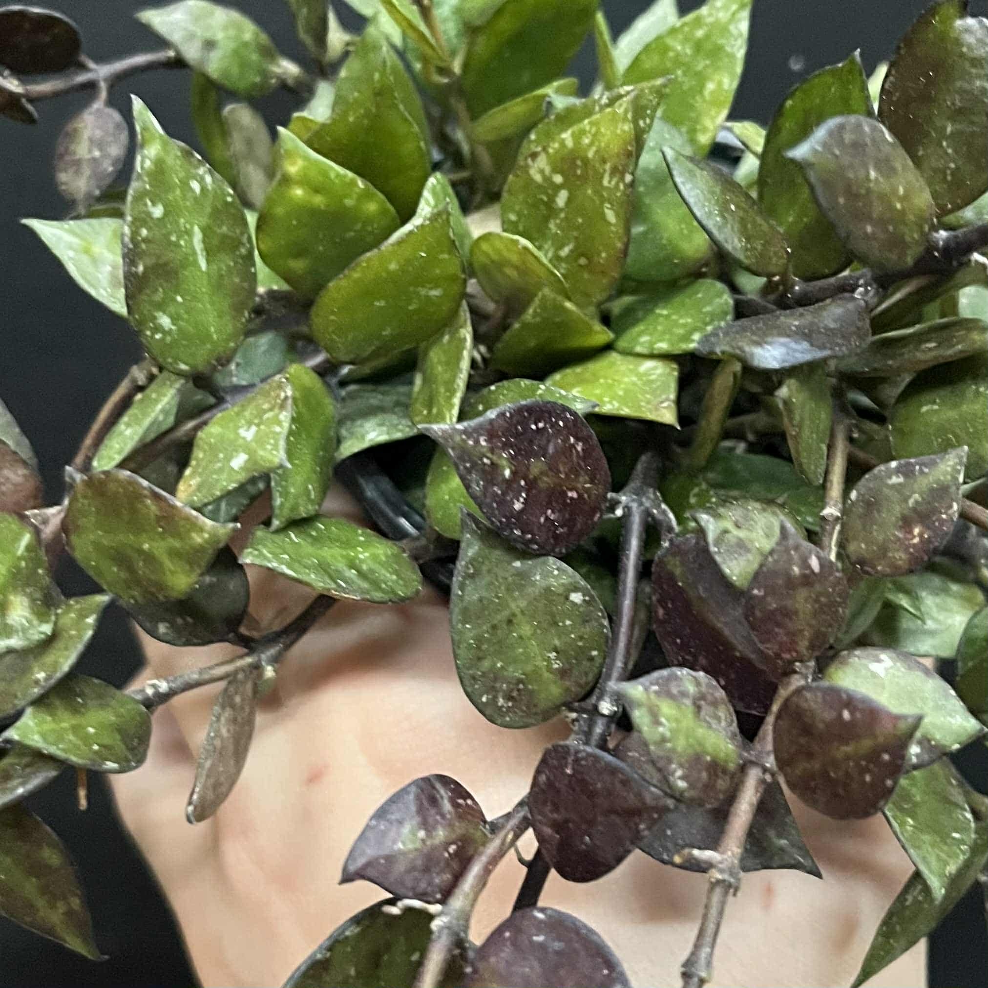 Magazoo Hoya Krohniana 'Black' 10 cm Plant