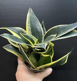 Magazoo Sansevieria trifasciata  'Black Gold Dwarf' Plant