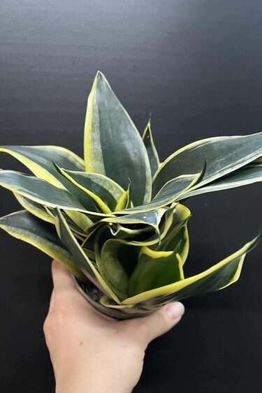 Magazoo Plante Sansevieria trifasciata  'Black Gold Dwarf'