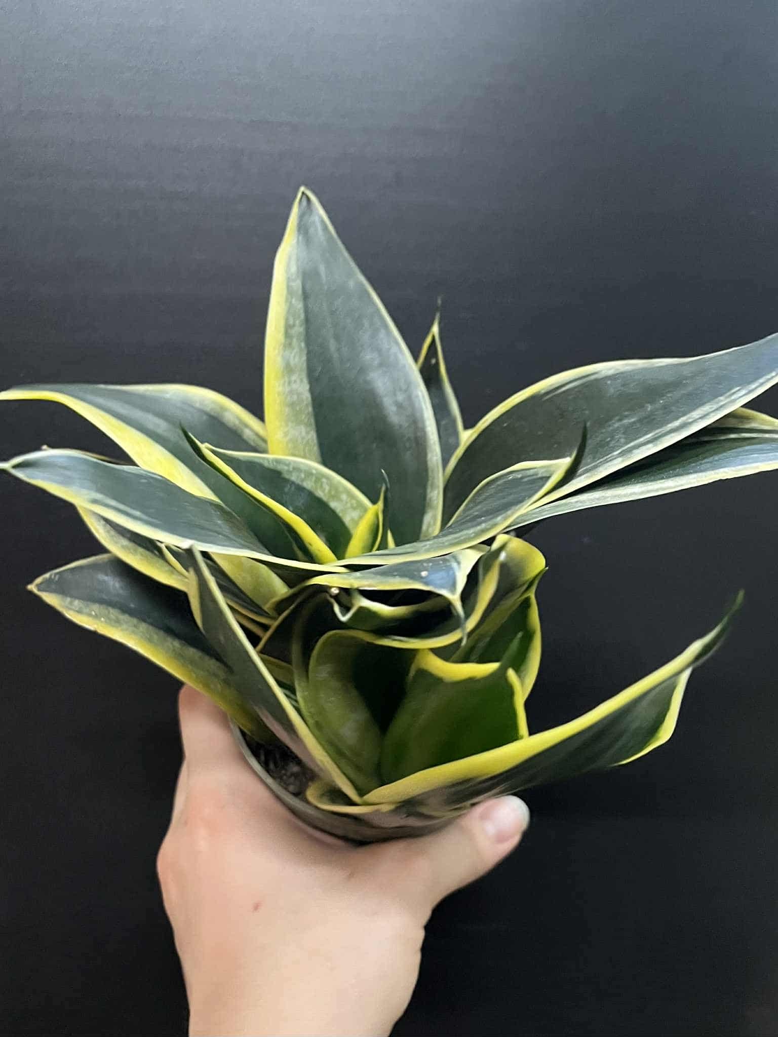 Magazoo Plante Sansevieria trifasciata  'Black Gold Dwarf'