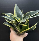 Magazoo Plante Sansevieria trifasciata  'Black Gold Dwarf'
