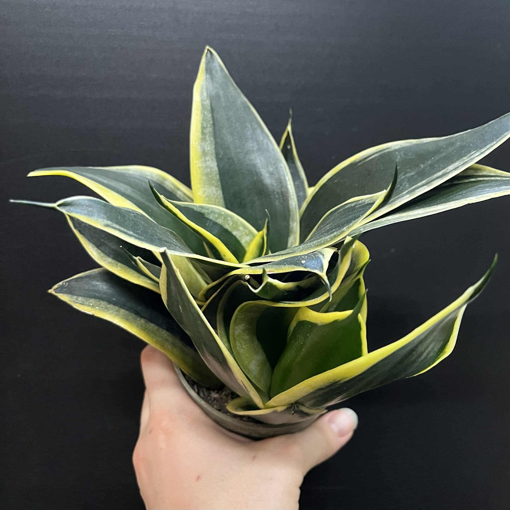 Magazoo Plante Sansevieria trifasciata  'Black Gold Dwarf'