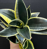 Magazoo Plante Sansevieria trifasciata  'Black Gold Dwarf'