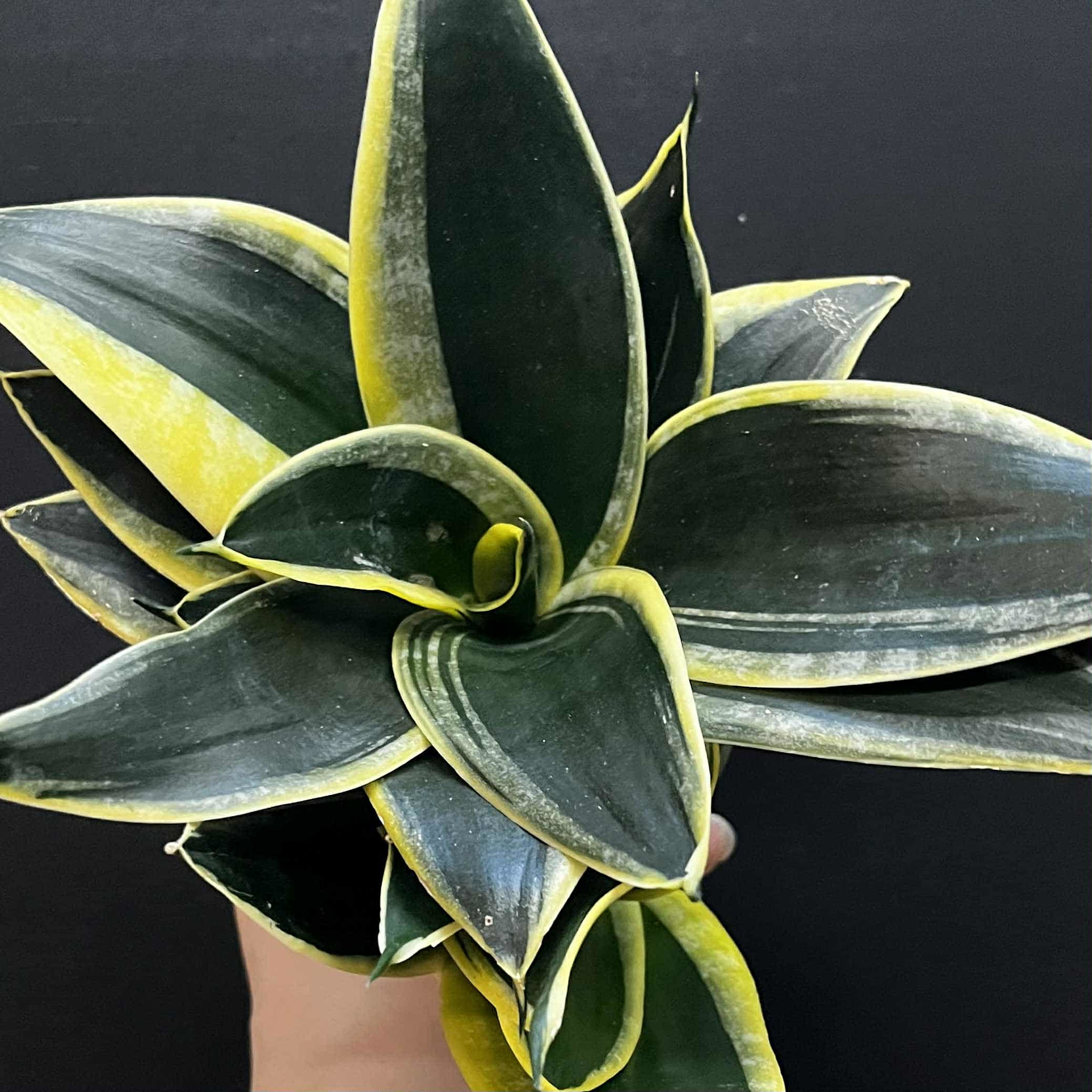 Magazoo Sansevieria trifasciata  'Black Gold Dwarf' Plant