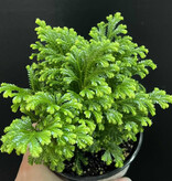 Magazoo Plante Selaginella martensii 'Frosty'