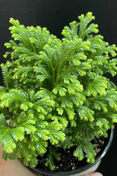 Magazoo Selaginella martensii 'Frosty' Plant