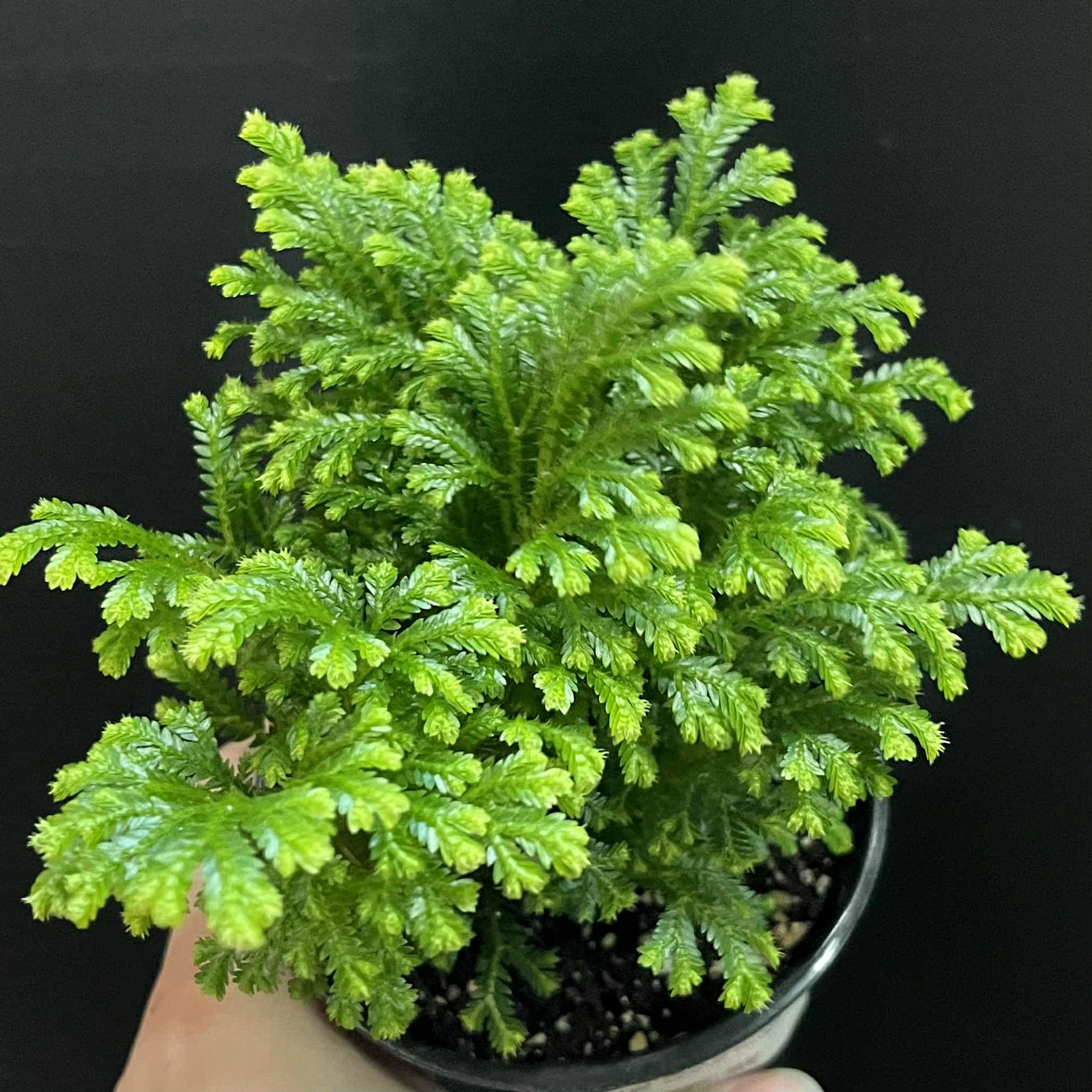 Magazoo Selaginella martensii 'Frosty' Plant