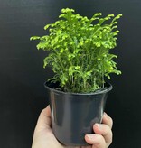 Magazoo Plante Selaginella martensii 'Frosty'