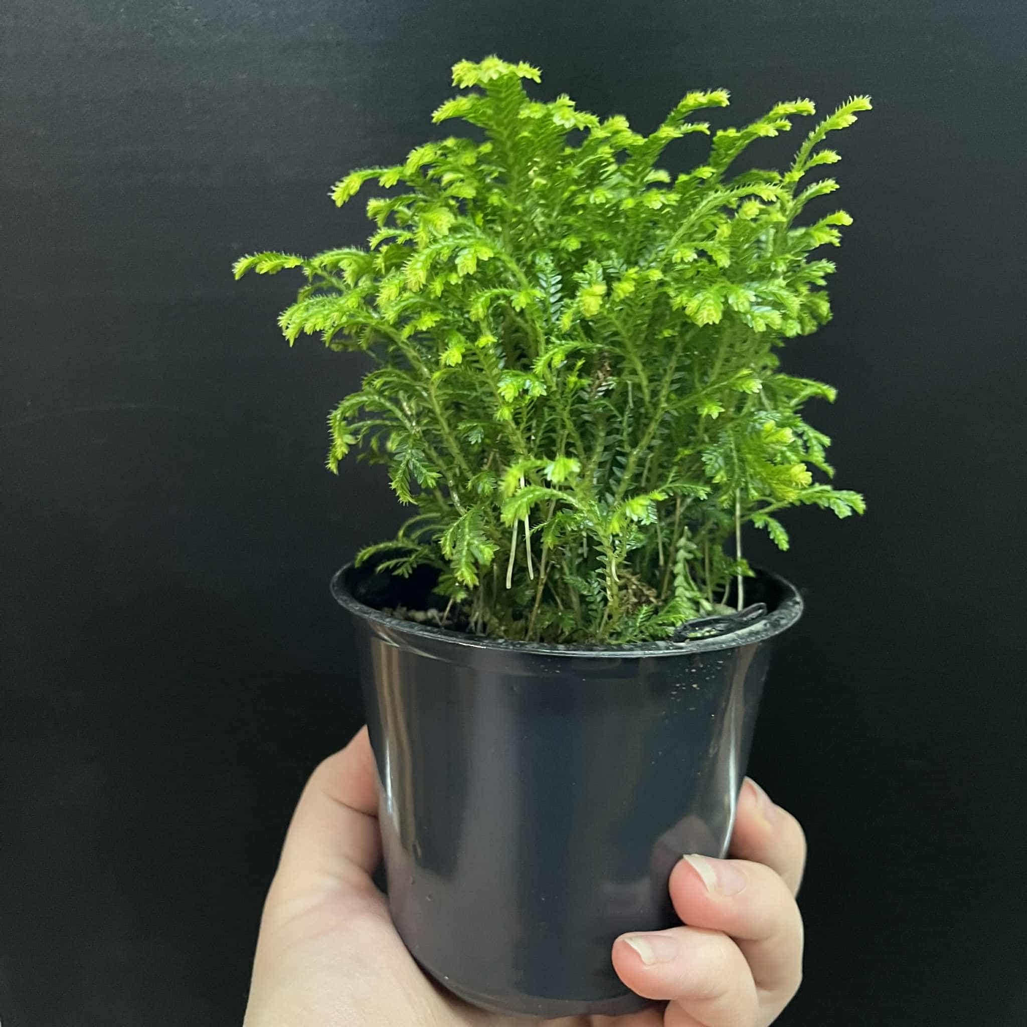 Magazoo Plante Selaginella martensii 'Frosty'