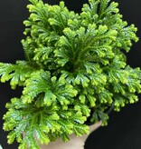 Magazoo Selaginella martensii 'Frosty' Plant