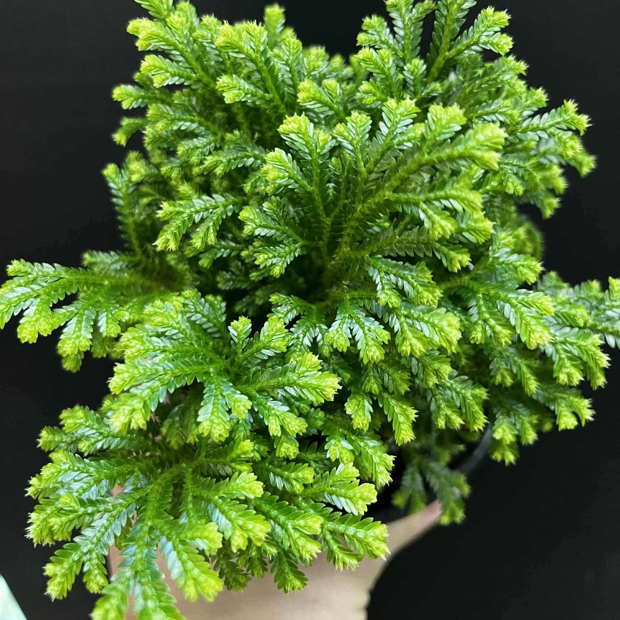 Magazoo Selaginella martensii 'Frosty' Plant