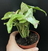 Magazoo Plante Syngonium podophyllum ''Milk confetti''