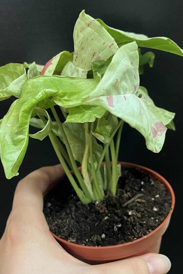 Magazoo Syngonium podophyllum ''Milk confetti'' Plant