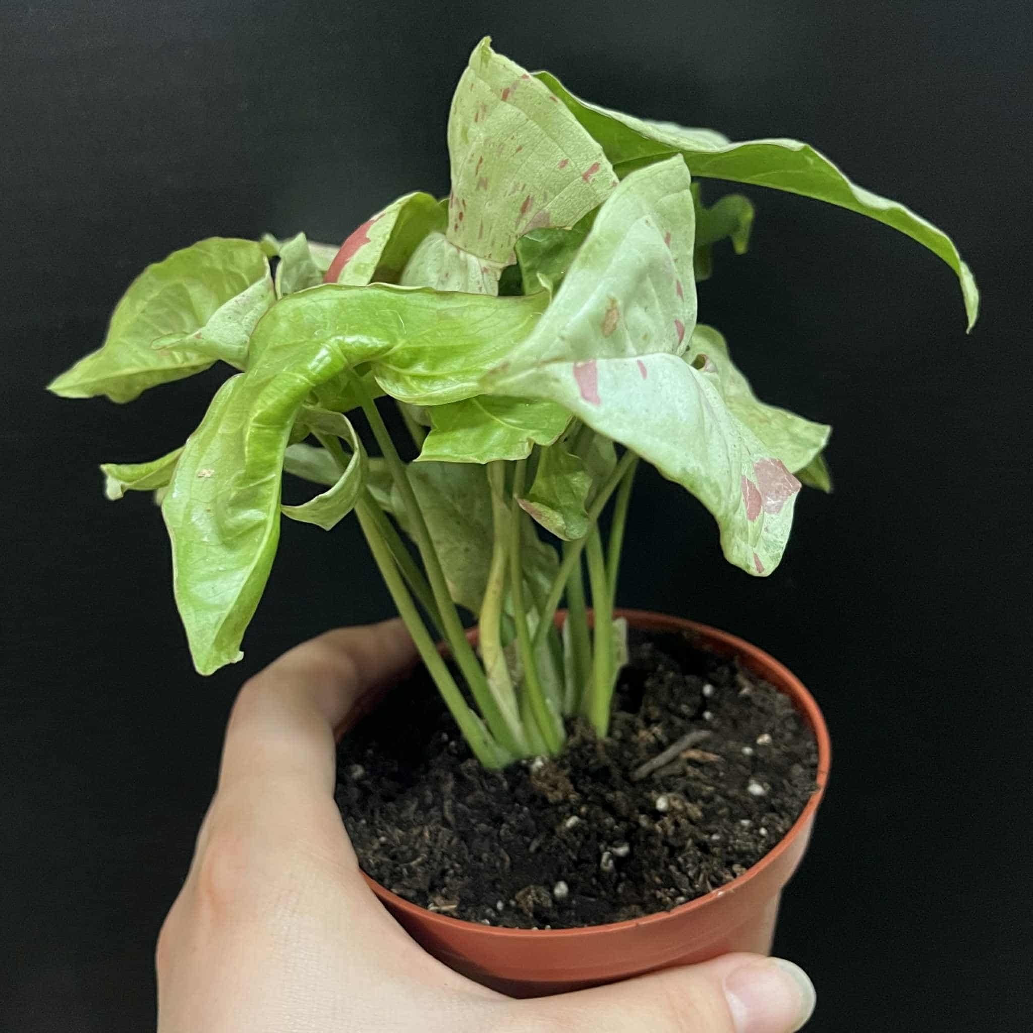 Magazoo Plante Syngonium podophyllum ''Milk confetti''