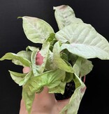 Magazoo Plante Syngonium podophyllum ''Milk confetti''