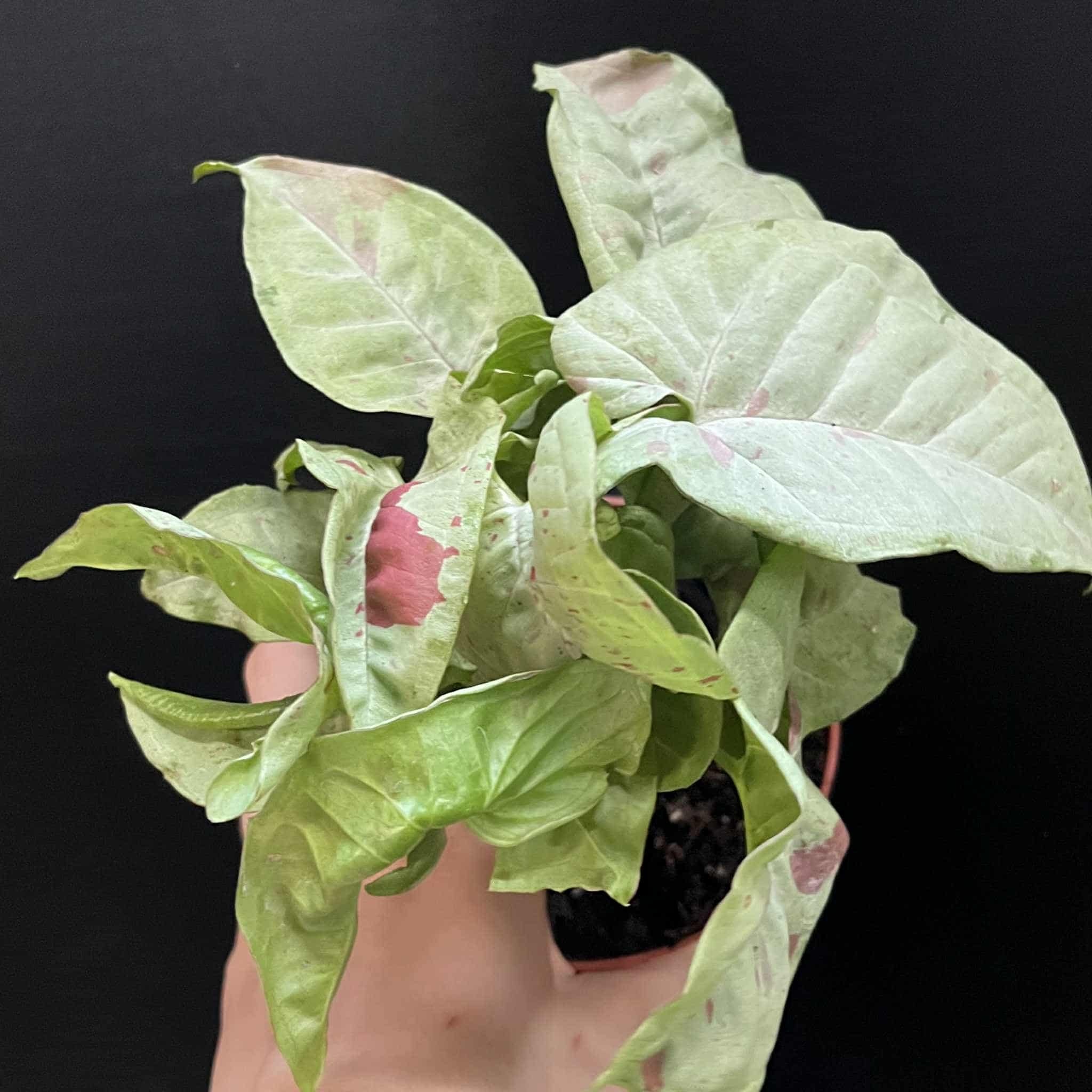 Magazoo Plante Syngonium podophyllum ''Milk confetti''