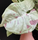Magazoo Syngonium podophyllum ''Milk confetti'' Plant'