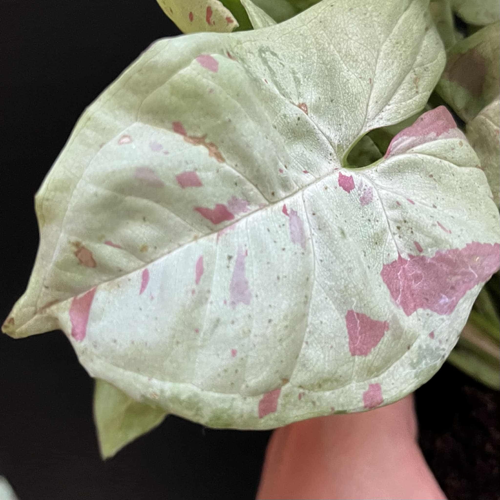 Magazoo Syngonium podophyllum ''Milk confetti'' Plant'