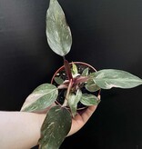 Magazoo Philodendron 'Pink Princess' 10cm Plant