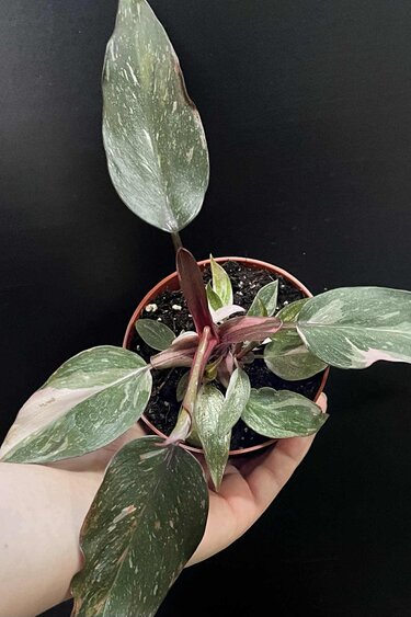 Magazoo Philodendron 'Pink Princess' 10cm Plant