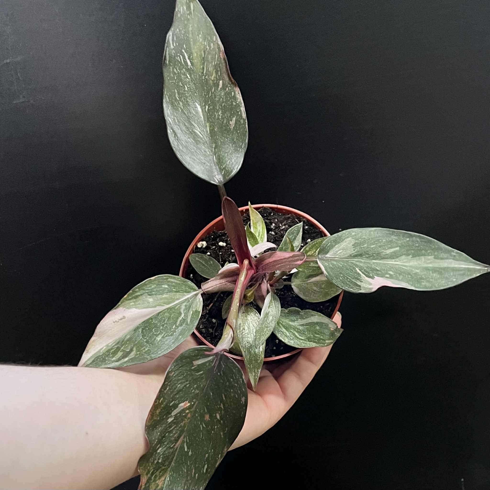 Magazoo Philodendron 'Pink Princess' 10cm Plant