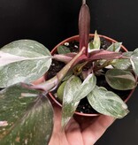 Magazoo Plante Philodendron 'Pink Princess' 10cm