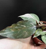 Magazoo Plante Philodendron 'Pink Princess' 10cm