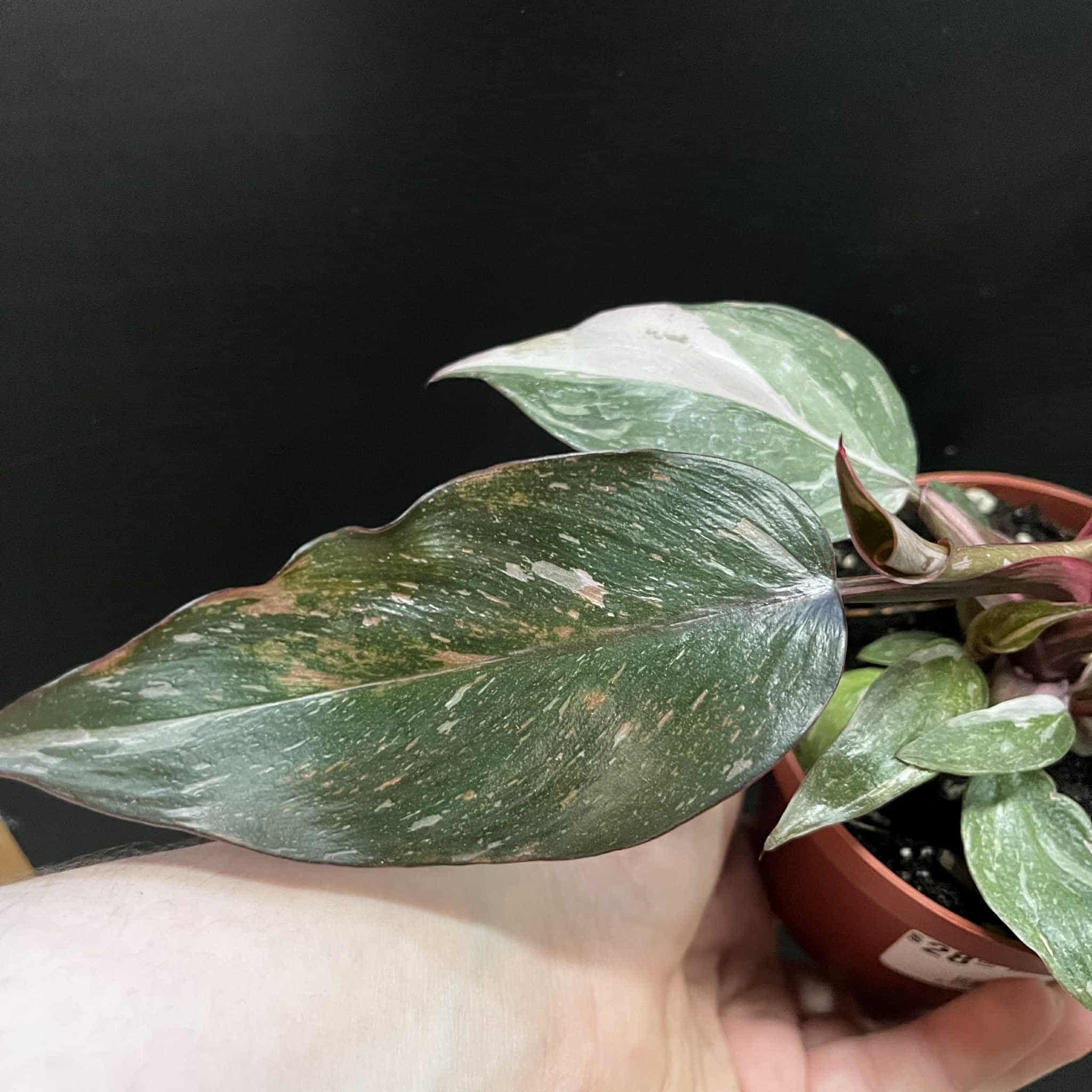 Magazoo Philodendron 'Pink Princess' 10cm Plant