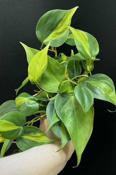 Magazoo Plante Philodendron hederaceum 'Brésil' 10cm