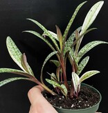 Magazoo Ledebouria Socialis Variegata | Leopard Lily Variegata 10cm