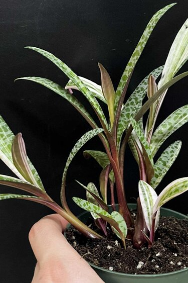Magazoo Ledebouria Socialis Variegata | Leopard Lily Variegata 10cm