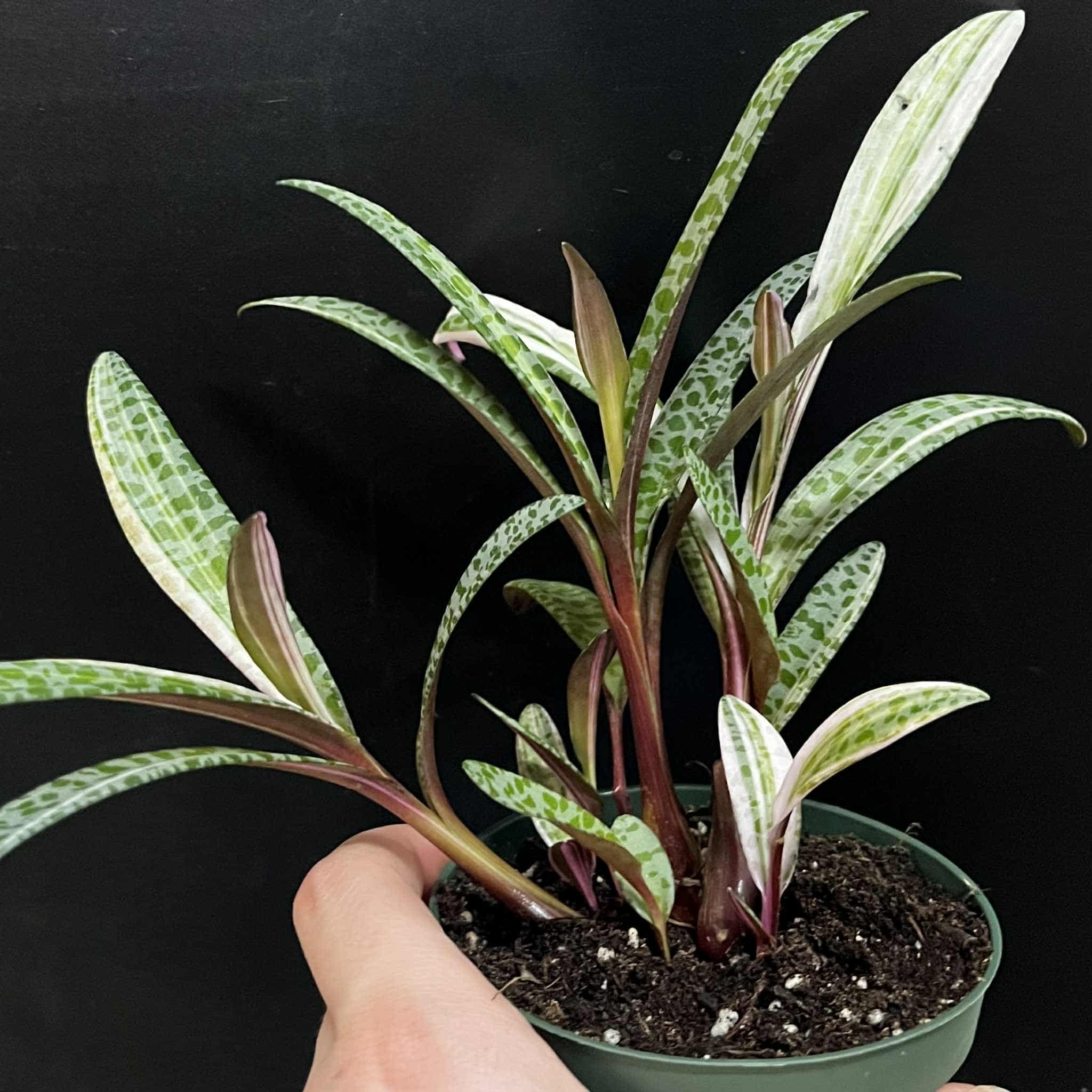 Magazoo Ledebouria Socialis Variegata | Leopard Lily Variegata 10cm