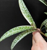 Magazoo Ledebouria Socialis Variegata | Leopard Lily Variegata 10cm