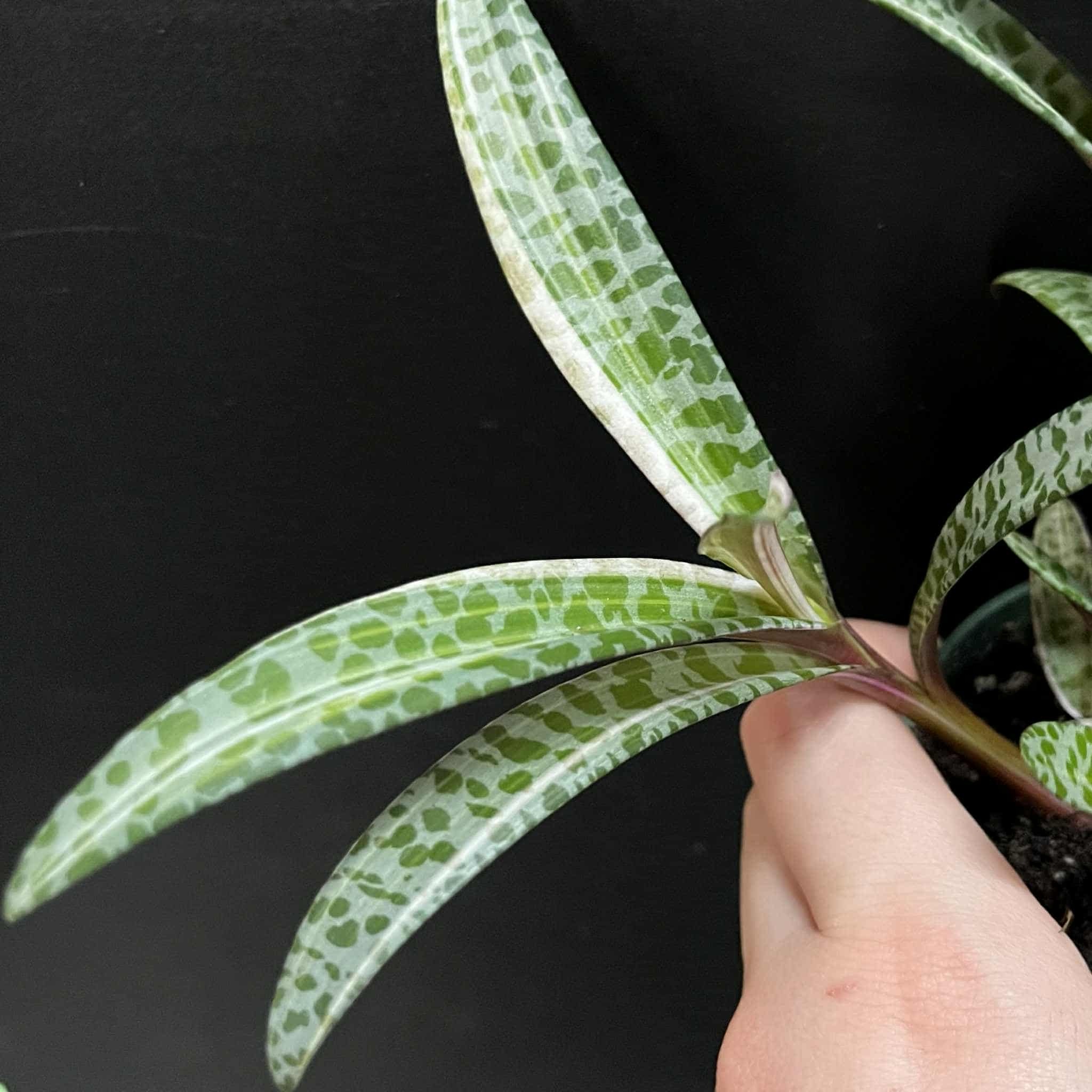 Magazoo Ledebouria Socialis Variegata | Leopard Lily Variegata 10cm
