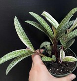 Magazoo Ledebouria Socialis Variegata | Leopard Lily Variegata 10cm