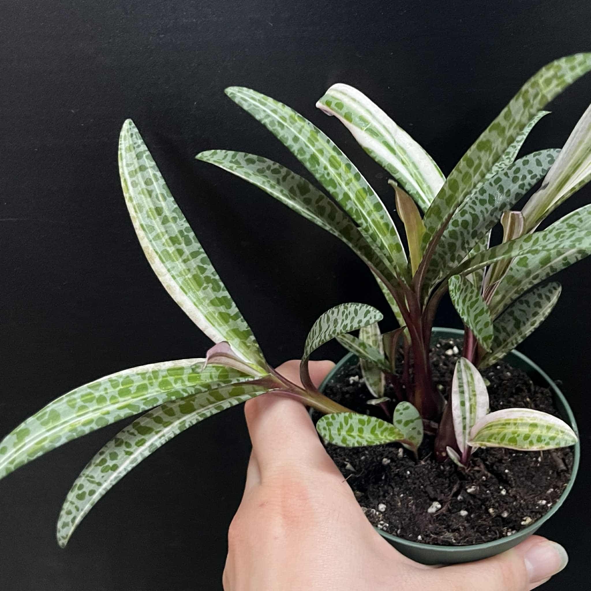 Magazoo Ledebouria Socialis Variegata | Leopard Lily Variegata 10cm