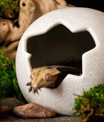 Galapagos Galapagos Ceramic Egg Hide