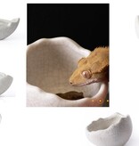 Galapagos GALAPAGOS Coupelle d'oeuf en céramique