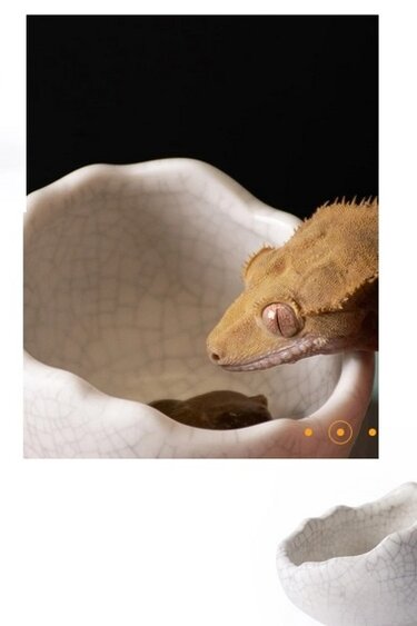 Galapagos Galapagos Ceramic Egg Dish