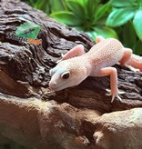 Magazoo Universe female Leopard Gecko 07/29/25