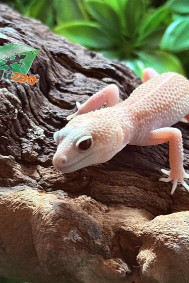 Magazoo Universe female Leopard Gecko 07/29/25