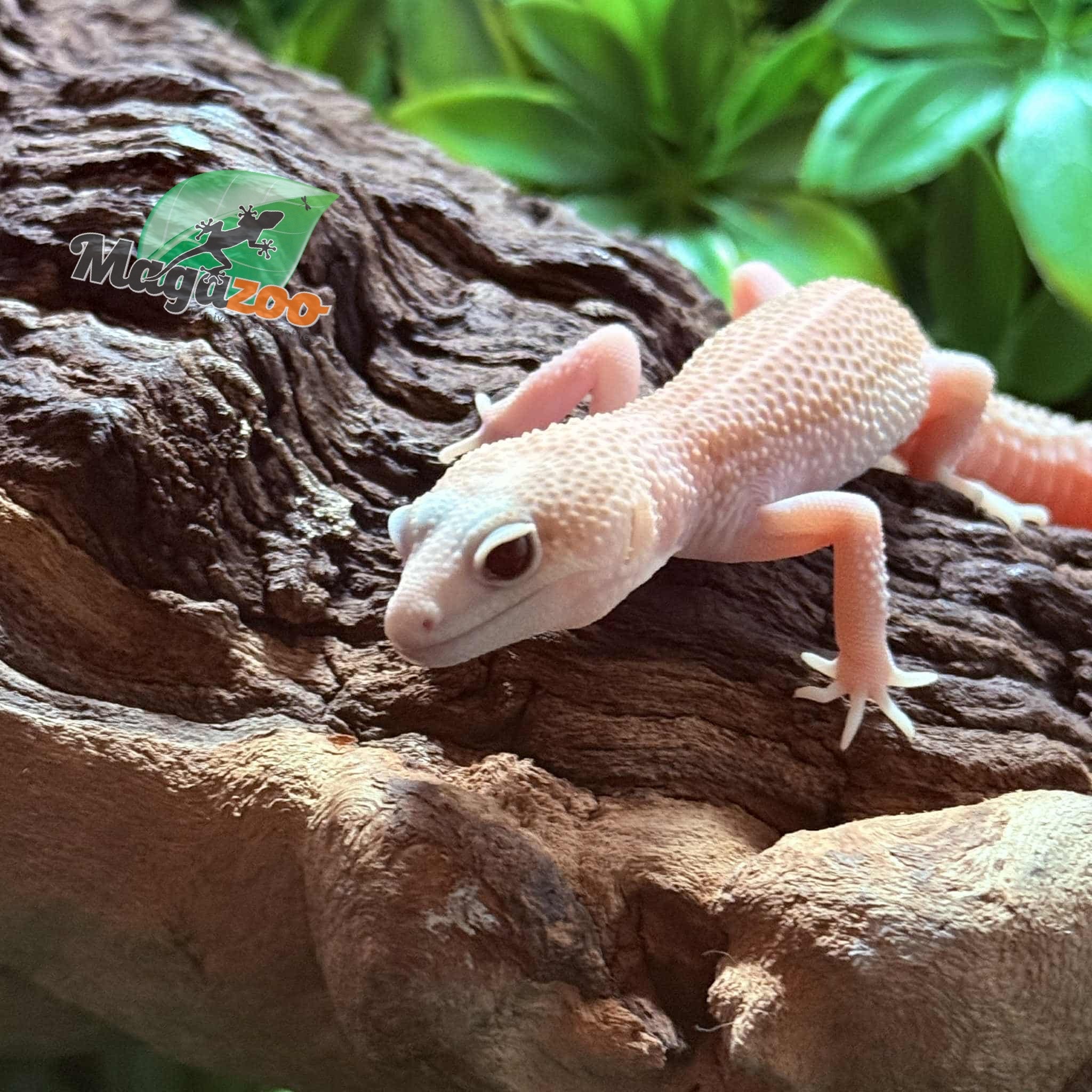 Magazoo Universe female Leopard Gecko 07/29/25